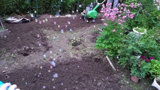 Сажаю георгины в июне 2022 г. смотреть онлайн