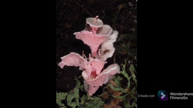 Pagoda Barbie - Podoserpula miranda смотреть онлайн