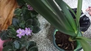 Посадка цветка Кливия в обычный универсальный грунт для цветов))) и обрезаю на ней большущие корни)