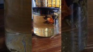 Китайский чай-цветок раскрывается в кипятке