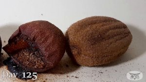 Golden Kiwi Time Lapse - 221 Days - 4K