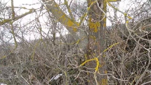 Когда  лучше обрезать и опрыскивать в 2021году.