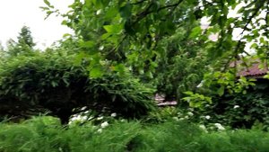 САД ЛЕГКОГО УХОДА. Формирование хвойных.