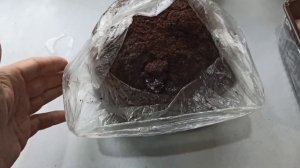 Больше кофейную гущу не выбрасываю! Выращиваем лукошко шампиньонов на кофейной гуще