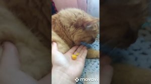 Кукуруза ВАК МАК.