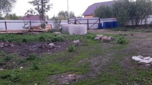 Венгерская мангалица мясо с характером