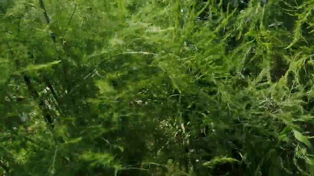 Огород спаржа, джусай. смотреть онлайн