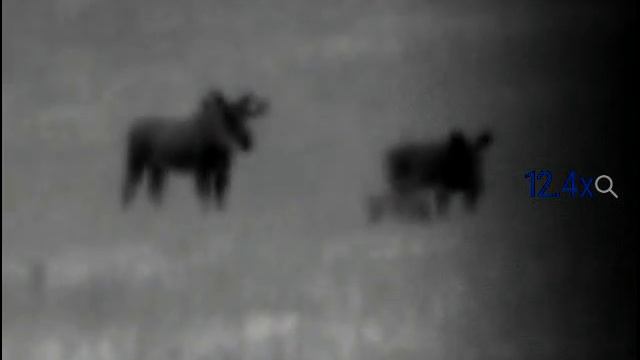 Лоси 4 смотреть онлайн