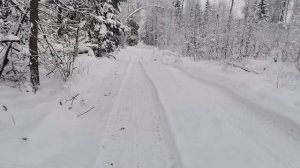 Прогулка в зимнем лесу.