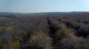 Лавандовое поле