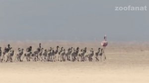 ФЛАМИНГО. ВСЁ САМОЕ ИНТЕРЕСНОЕ О ЖИЗНИ И ПОВЕДЕНИИ!!!