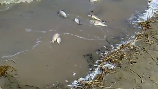 Замор рыбы. Сафакулево смотреть онлайн