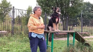 Что случилось, Усы? Как научить собаку защищать