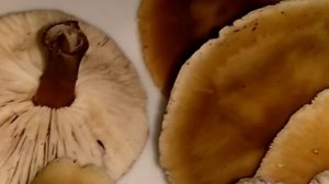 КОЛЛИБИЯ МАСЛЯНАЯ.Collybia butyracea.