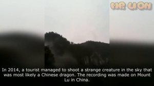 драконы в реальной жизни