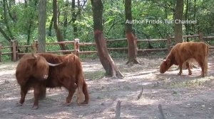 Highland Cattle; Cow, bull and calf