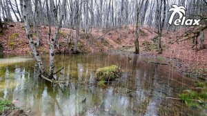 Rain sound in the Forest in early spring - Spring Sounds