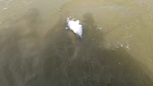 Let me show you the EASIEST WAY to Catch Catfish on the Ohio River смотреть онлайн