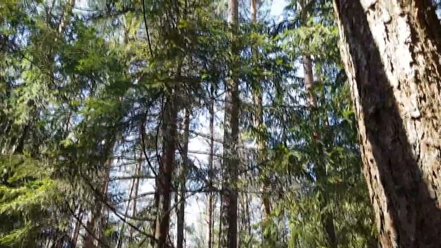 Поздравляю Со Светлым Праздником Пасхи / Лес в начале апреля смотреть онлайн