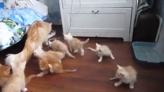 Как пугаются котята / How frightened kittens смотреть онлайн