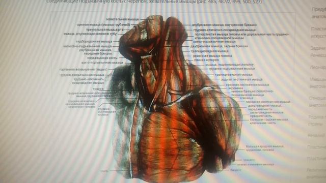 Рисунок головы натурщика с плечевым поясом