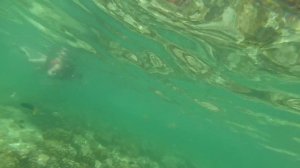 Малайзия - АКУЛЫ и дайвинг в заповеднике Пулау Пайяр. Сдача PADI OWD. Где плавать на Лангкави? #3