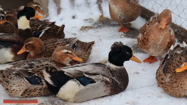 НОВЫЕ СЕЛЕЗНИ БАШКИРСКОЙ УТКИ. ТАКИХ КРАСАВЦЕВ ВЫ ЕЩЁ НЕ ВИДЕЛИ! смотреть онлайн