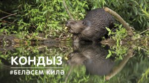 БЕЛӘСЕМ КИЛӘ: кондыз / Бобр / Beaver