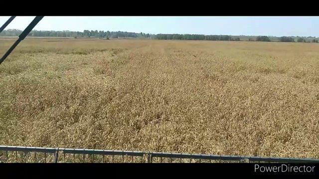 каша пшенная. или просо.
