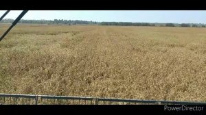 каша пшенная. или просо.