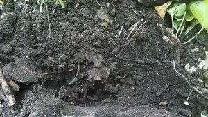 Желтые земляные муравьи Лазиус Флавус (Lasius flavus) на горе Бештау