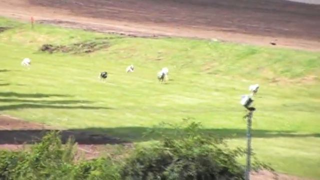 Забег уиппетов (1) 20.07.2014 г. Киевский ипподром смотреть онлайн