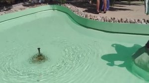 ПАРК РИВЬЕРА В СОЧИ. ОТДЫХ В АДЛЕРЕ. АВГУСТ 2020.mp4