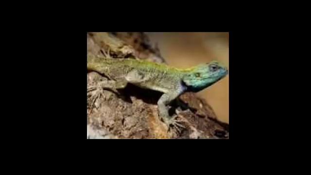 Monitor B.com 3rd sem Kannada смотреть онлайн