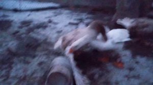 #гусиные бои #БелыйГорьковскийпортивКомогора