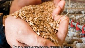 Пекинская утка — описание породы