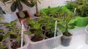 10. Адениумы. Чем и когда удобряю адешек до 6 месяцев