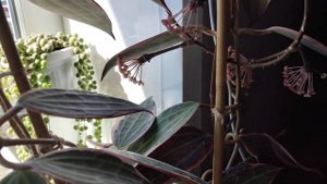 Комнатные цветы. Цветение хойи макрофиллы.