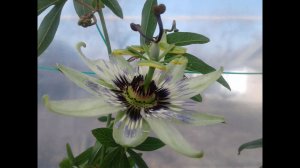 Пассифлора Кавалерская  звезда. Выращивание