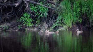 Сплав по реке Пра от Спас-Клепиков до Деулино