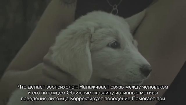Зоопсихолог: кто он такой, зачем нужен и как его правильно выбрать?