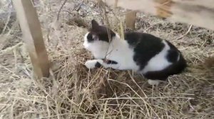 Моё вечернее кормление кроликов! + ОБЗОР! Сколько времени уходит на кармление кроликов. Чем кормить