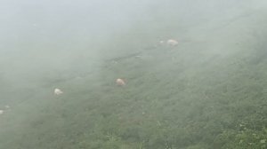 Коровы и туман