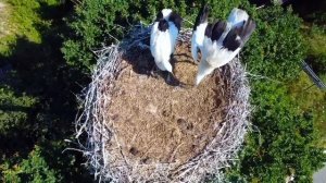 Гнездо Аистов. Маленькие аисты учатся летать.