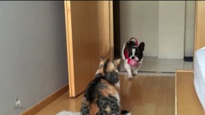 Бульдог пытается поиграть с кошкой