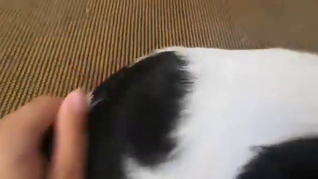 Клевер щенок чихуахуа Севастополь продам