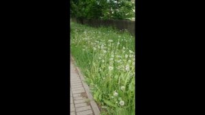 Одуванчики