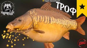 КАРП ЛИНЕЙНЫЙ ТРОФЕЙНЫЙ ( ТРОФ ) оз.  ЯНТАРНОЕ ⭐ РУССКАЯ РЫБАЛКА 4 | RUSSIAN FISHING 4 @Z-B-G