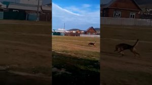 Собака против хорька