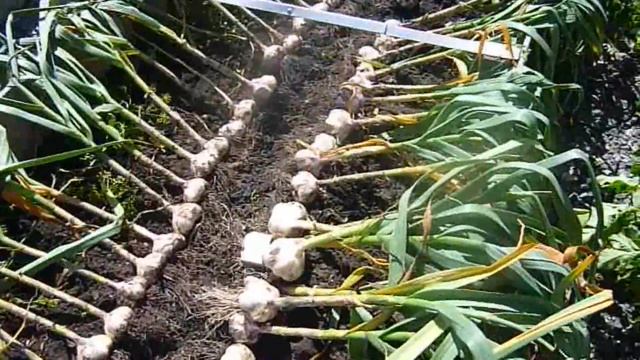 СОВСЕМ НЕ ТРУДНО ВЫРАСТИТЬ ЧЕСНОК С КУЛАК! Советы по Уборке и Хранению Чеснока. (28.07.18)